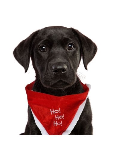 Collar Pañuelo Navideño para Mascota