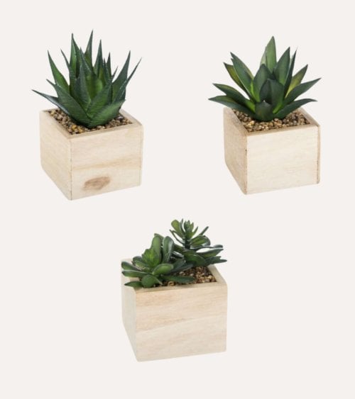 Aloe Vera Decorativo en...