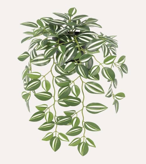 Planta Tradescantia...